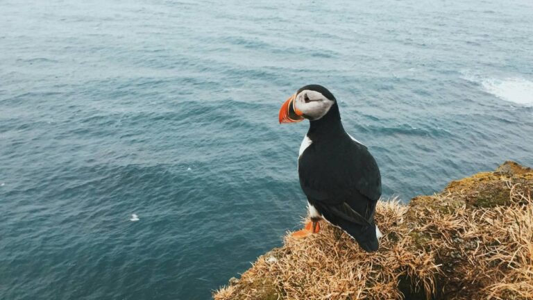 A Guide to Puffin Watching in Iceland
