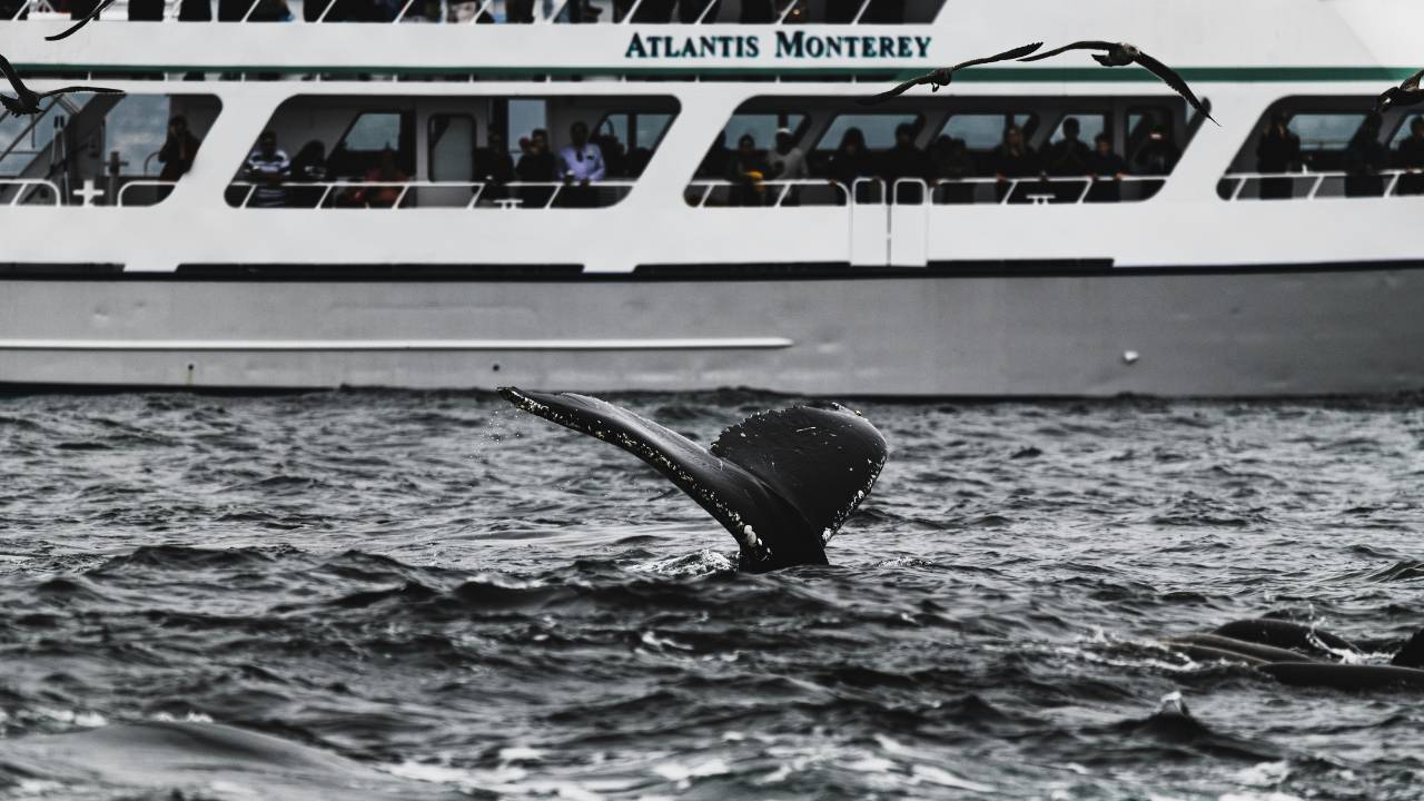 People on the boat watching a whale in the sea