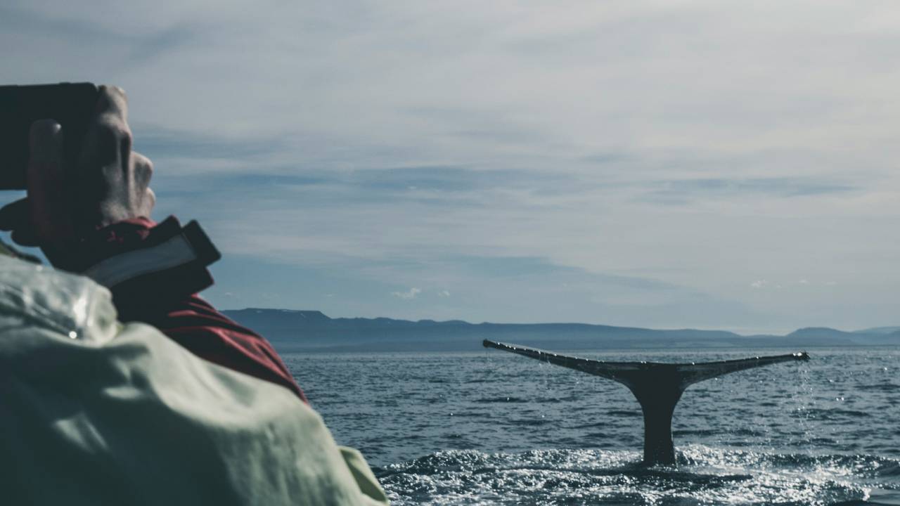 A person photographing a whale in the sea