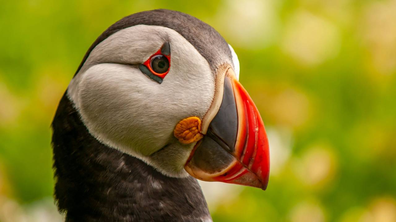 A closeup photo of a puffin
