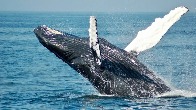 The Wonders of Whale Watching Near Iceland