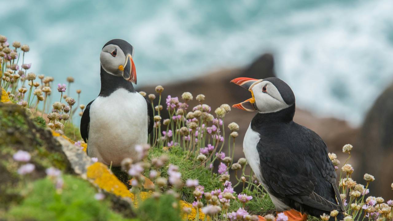 A couple of puffins on grass
